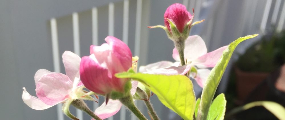 Tiny Garden