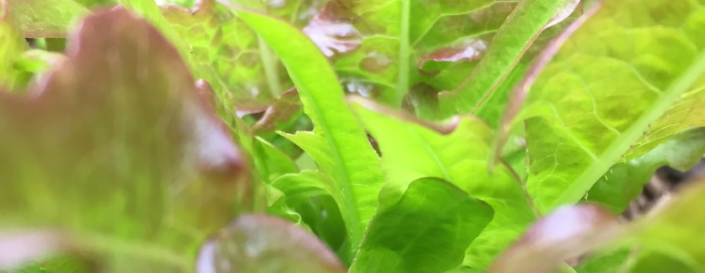 Tiny Garden