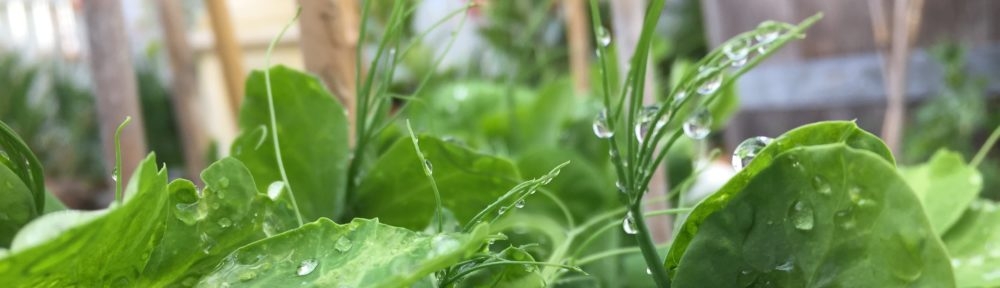 Tiny Garden