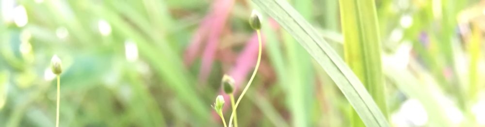 Tiny Garden