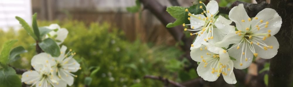 Tiny Garden