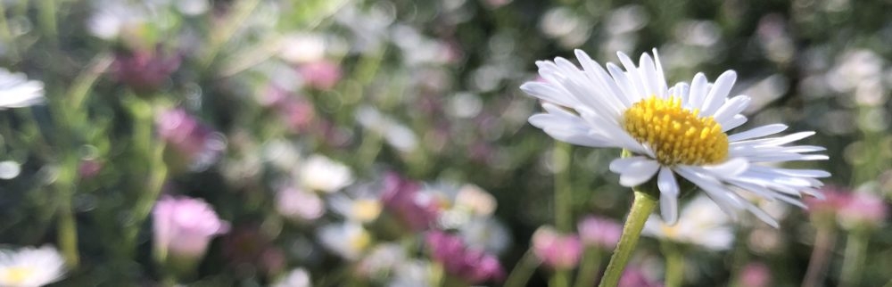 Tiny Garden